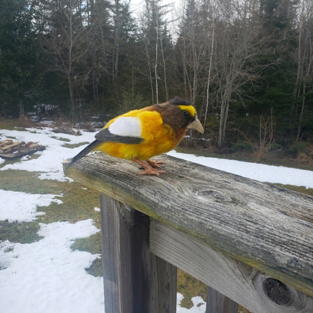 Needle felted Grosbeak Bird, wool art